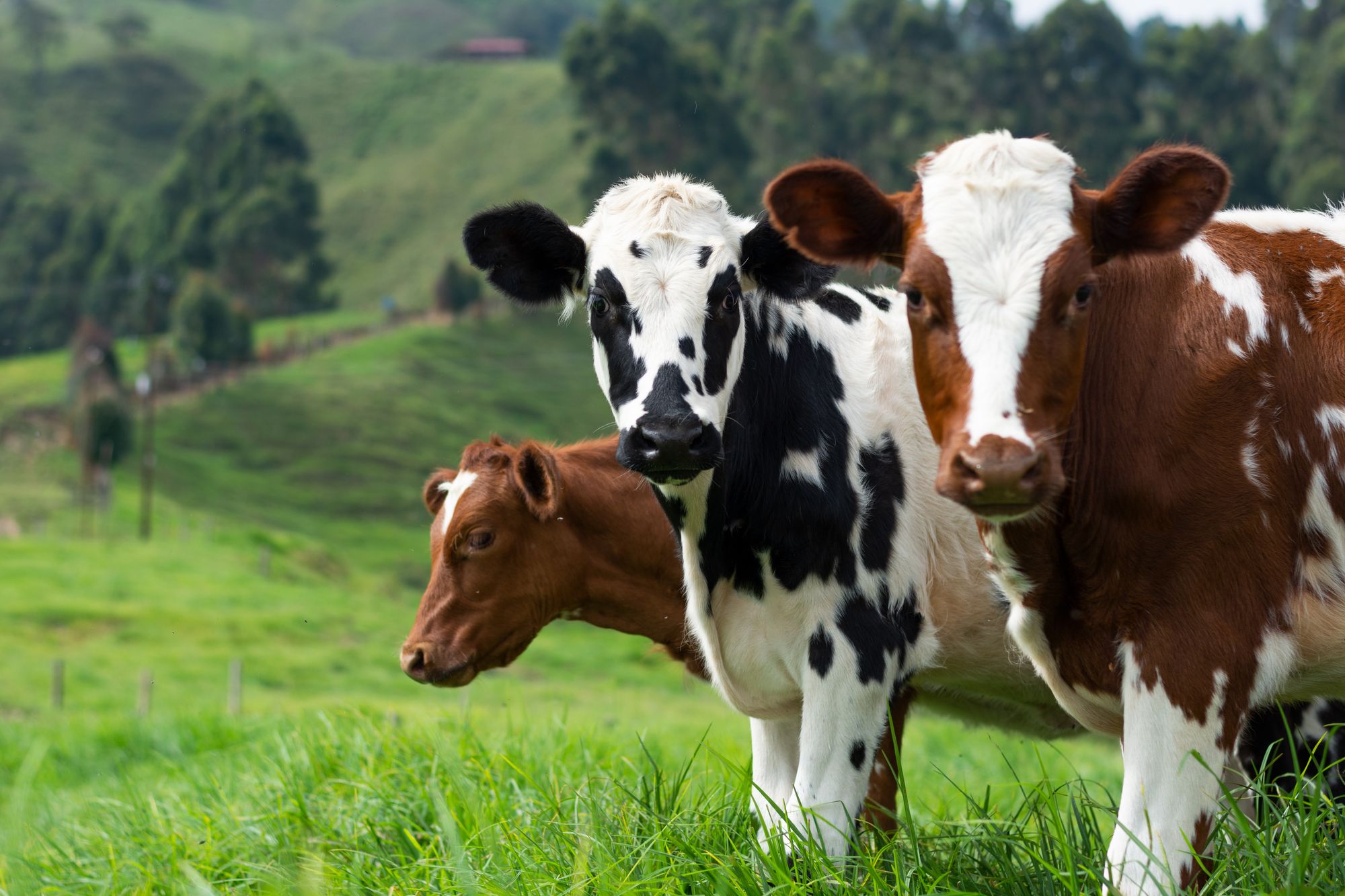 Mikrobi v kravských žaludcích dovedou rozložit plast