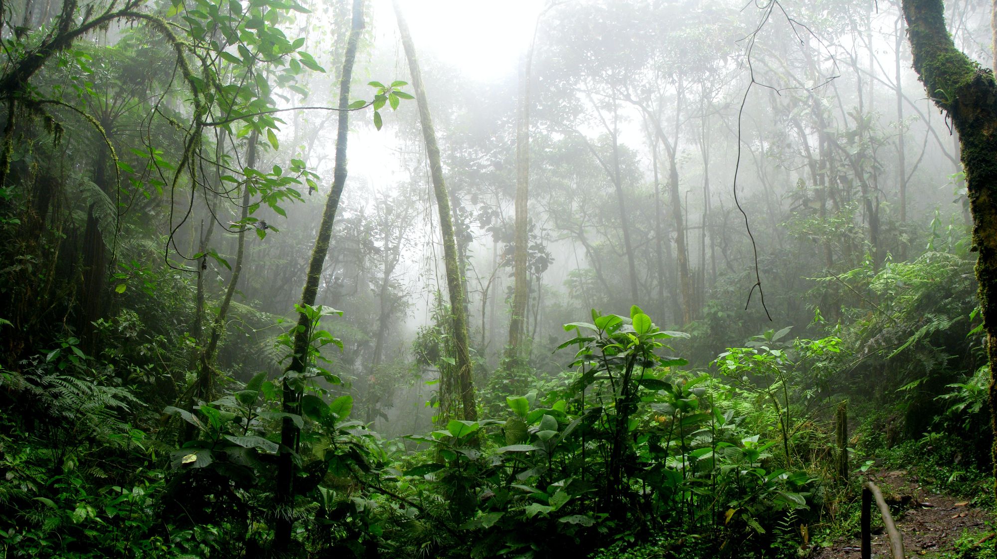 Nekontrolovaná změna klimatu ohrozí Amazonský prales
