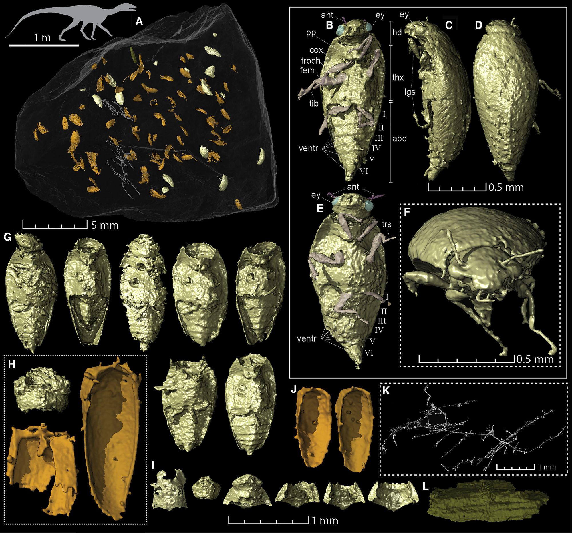 Ve zkamenělém trusu dinosauromorfa vědci objevili brouky