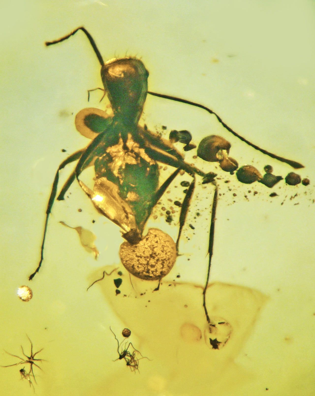 Vědci nalezli v baltském jantaru mravence s parazitickou houbou