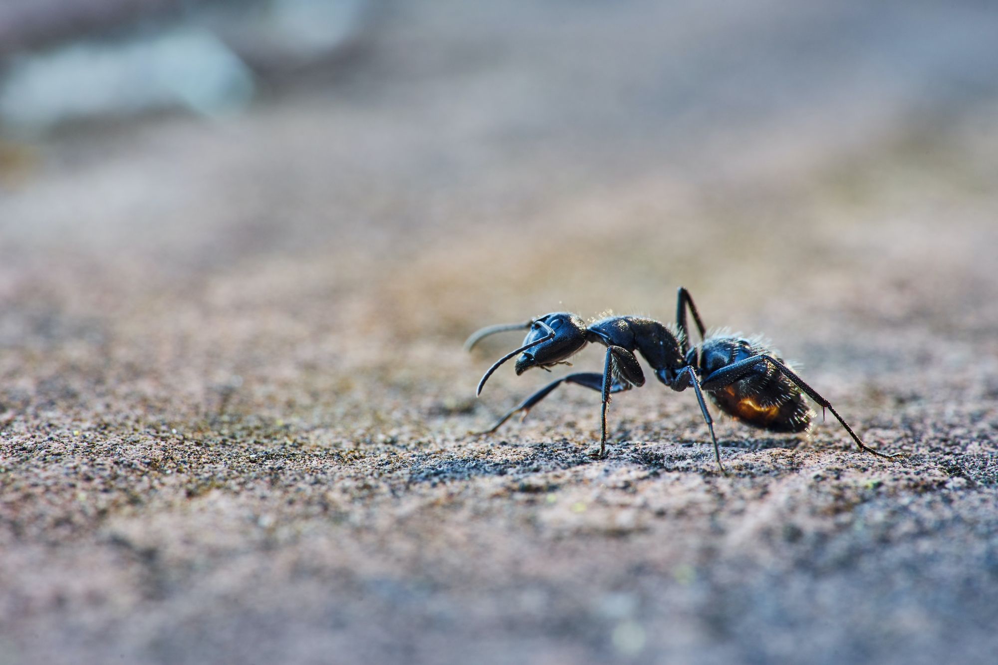 Vědci nalezli v baltském jantaru mravence s parazitickou houbou