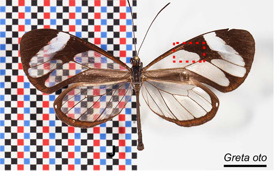 Téměř neviditelný motýl s průhlednými křídly – vědci odhalili jeho tajemství