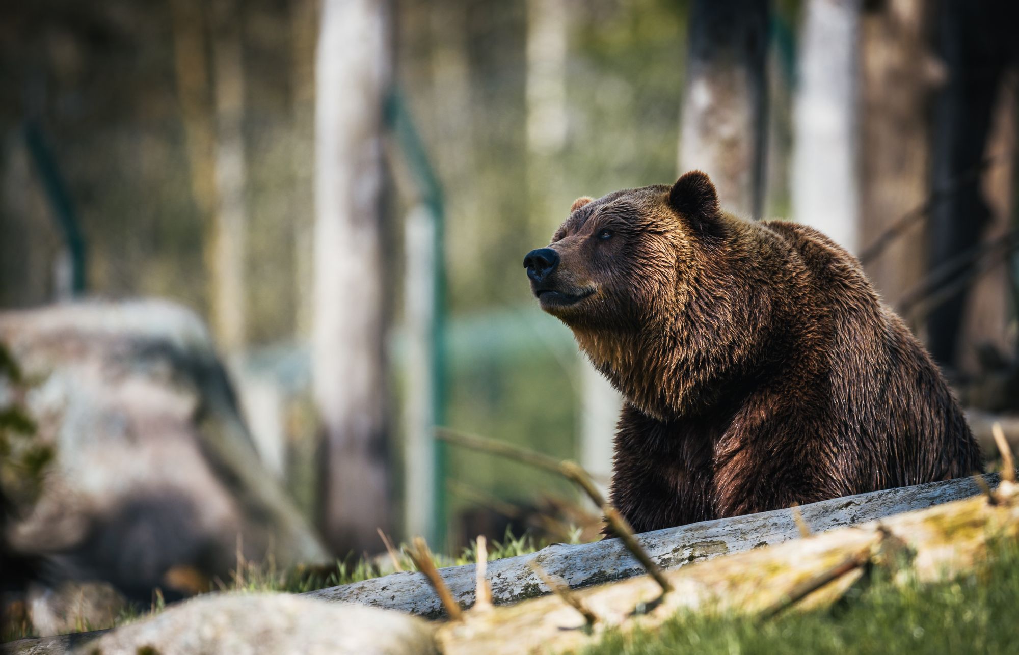 Zkoumání mikrobiomu divokých medvědů může pomoci v boji proti antibiotické rezistenci