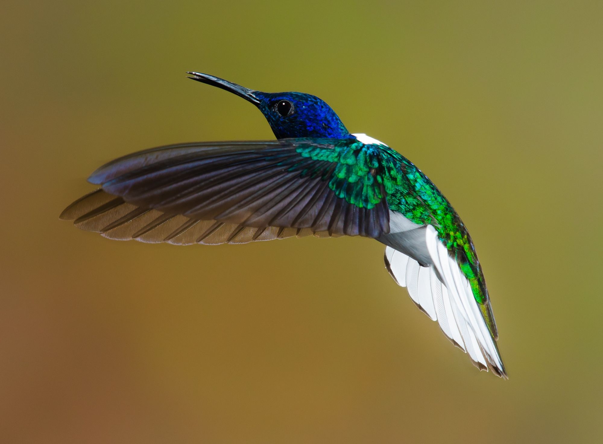Jak se samičky kolibříků brání sexuálnímu obtěžování? Maskují se za samečky.