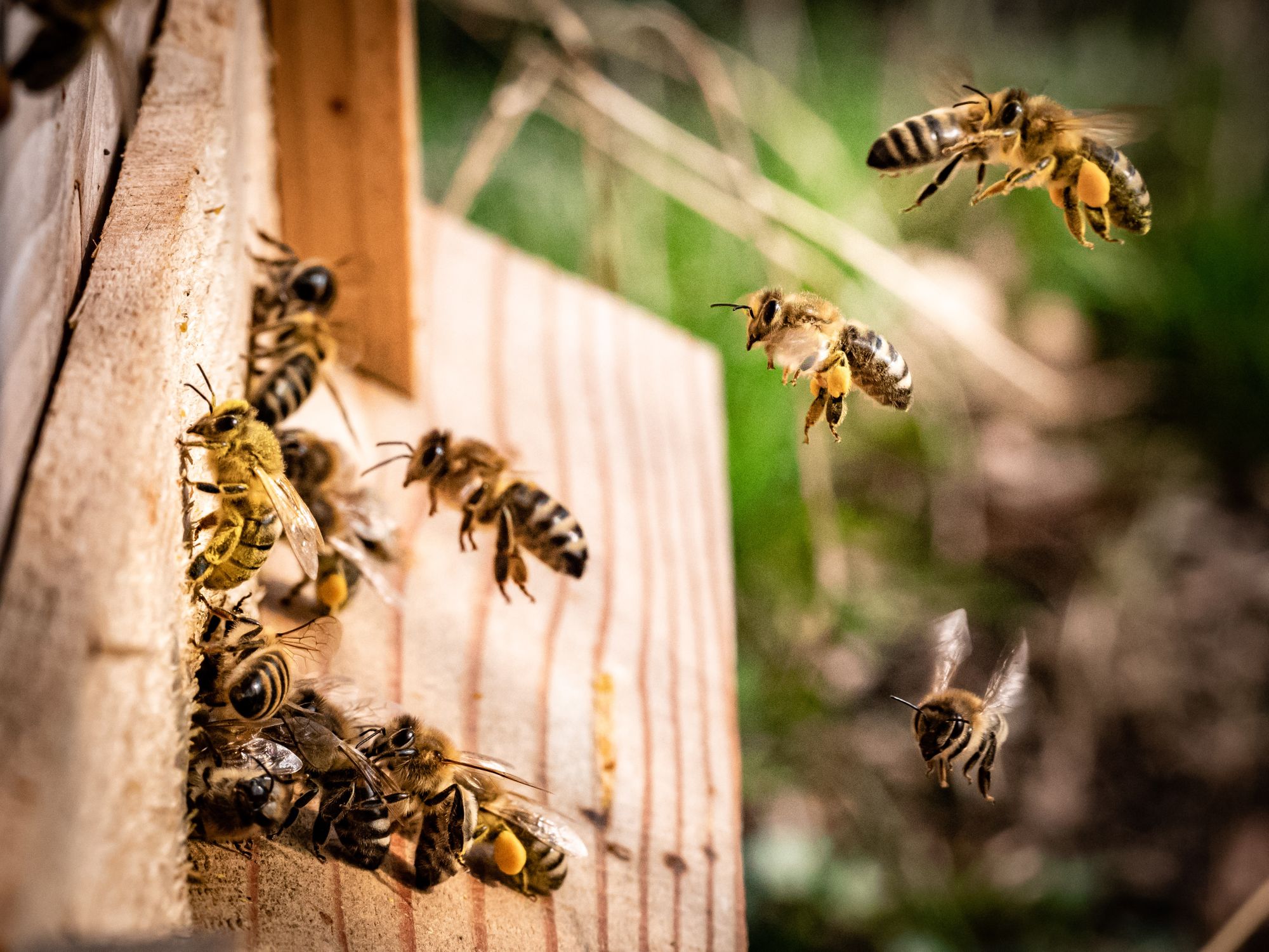 Včely se sociálně distancují, když jsou pod hrozbou parazitů